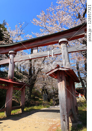 加茂春日神社の鳥居越しの満開のソメイヨシノ 128957321