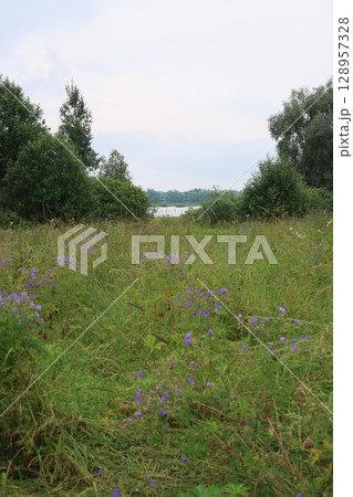 A Serene and Picturesque Meadow Adorned with Vibrant Wildflowers and Lush Greenery 128957328