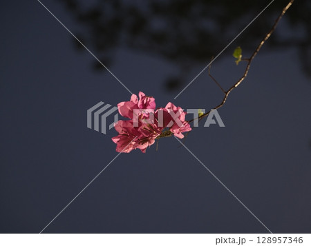 Delicate Pink Blossoms Beautifully Set Against a Rich, Dark Background Creating a Charming Scene 128957346