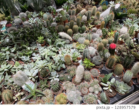 A Diverse Collection of Various Cacti and Succulents Found Within a Beautiful Greenhouse A Diverse Collection of Various Cacti and Succulents Found Within a Beautiful Greenhouse 128957579