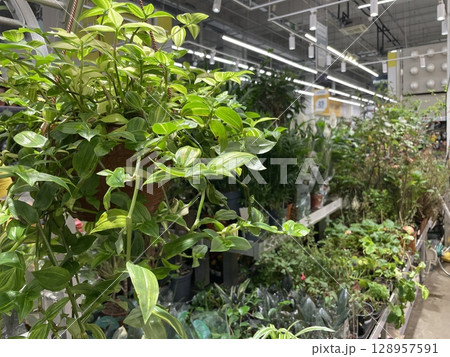 Explore a beautifully lush selection of indoor garden options available at a local store 128957591