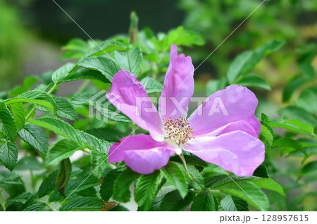陽を浴びて咲いている、ハマナスの花 128957615