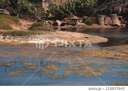 A Serene and Beautiful Lakeside Landscape Showcasing Vibrant Algae Growth in the Ecosystem 128957642