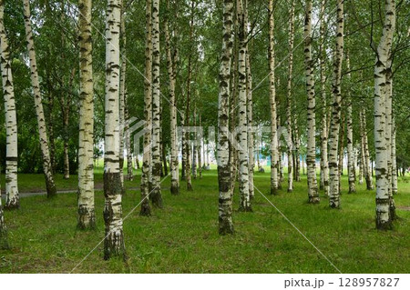 A Serene Birch Forest Surrounded by Lush Green Grass and Vibrant Flora and Fauna 128957827