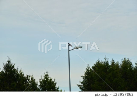 A bird sits on a street light with a beautiful backdrop of a clear blue sky above 128957862