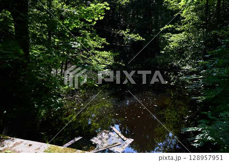 A Serene Forest Pond, Beautifully Surrounded by Lush, Vibrant Greenery and Natures Beauty 128957951