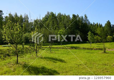 A Serene and Lush Green Landscape Filled with Young Trees Beneath a Clear Blue Sky A Serene and Lush Green Landscape Filled with Young Trees Beneath a Clear Blue Sky 128957960