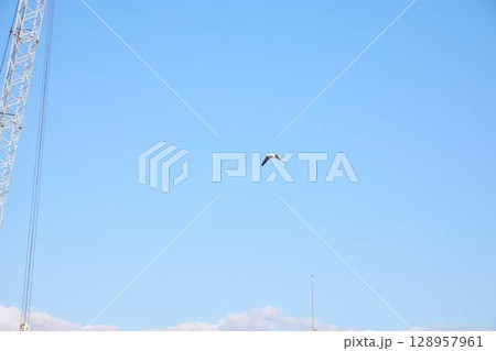 A Truly Beautiful Bird Soaring High Up Against a Clear Blue Sky with Absolutely No Clouds in Sight 128957961