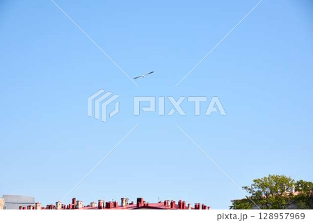 A magnificent bird soaring gracefully in flight above the rooftops against a clear blue sky A magnificent bird soaring gracefully in flight above the rooftops against a clear blue sky 128957969