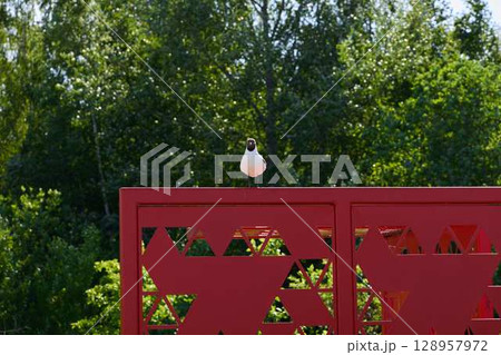 A Charming Bird Resting Beautifully on a Vibrant Red Fence Surrounded by a Lush Green Background A Charming Bird Resting Beautifully on a Vibrant Red Fence Surrounded by a Lush Green Background 128957972