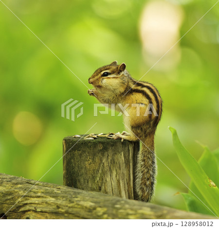 ヒマワリの種を頬張るシマリス 128958012