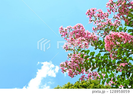 猛暑の7月下旬、サルスベリの花 128958059