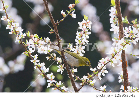 梅の花の蜜を吸うメジロ 梅の花の蜜を吸うメジロ 128958345