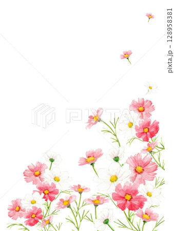 水彩で描いた紅色のコスモスの花が咲き乱れる背景フレームイラスト【手描き】透過背景 コピースペース 128958381