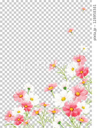 水彩で描いた紅色のコスモスの花が咲き乱れる背景フレームイラスト【手描き】透過背景 コピースペース 128958381