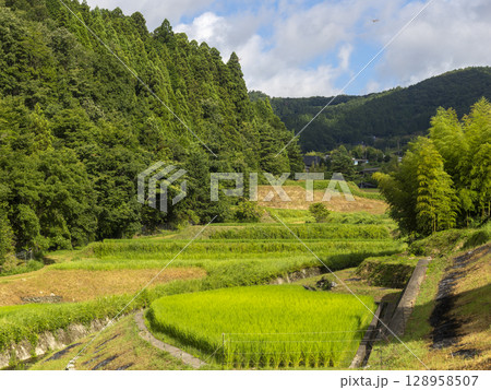 兵庫県の猪名川町柏原地区に広がる棚田の風景 兵庫県の猪名川町柏原地区に広がる棚田の風景 128958507