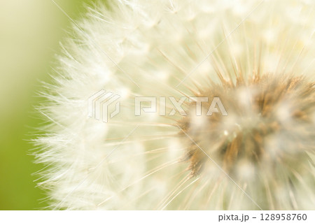 ふわふわなタンポポの綿毛 128958760