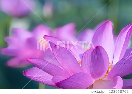 美しい蓮の花達 美しい蓮の花達 128958762