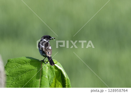 草原のイタドリに止まるノビタキ 128958764