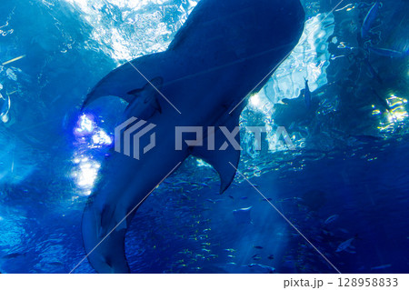 ChuraumiAquarium ChuraumiAquarium 128958833