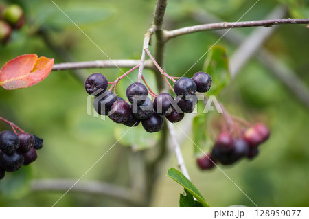 Vibrant aronia berries hang from branches, showcasing the beauty of autumn. Vibrant aronia berries hang from branches, showcasing the beauty of autumn. 128959077