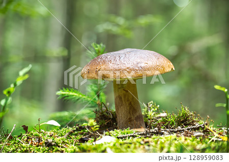 A stunning king bolete mushroom in its natural forest habitat, showcasing its beauty. A stunning king bolete mushroom in its natural forest habitat, showcasing its beauty. 128959083