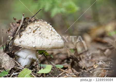 A close-up of an Amanita citrina mushroom, highlighting the details of the fungus in the forest. A close-up of an Amanita citrina mushroom, highlighting the details of the fungus in the forest. 128959084