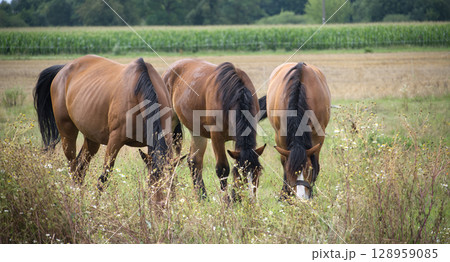 Three beautiful brown horses graze peacefully in a lush, green field on a sunny day. 128959085