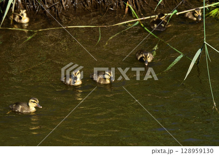 川岸のカルガモのヒナ 川岸のカルガモのヒナ 128959130