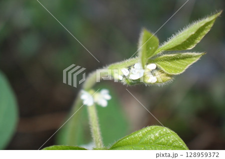 枝豆の花 128959372