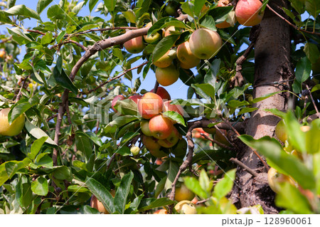 Apples tree branches with ripe fruits Apples tree branches with ripe fruits 128960061