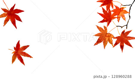 鮮やかな紅葉の水彩フレーム。手描きの紅葉素材 128960288