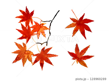 鮮やかな紅葉の手描きの水彩素材 128960289