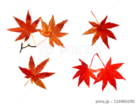 鮮やかな紅葉の手描きの水彩素材 128960290