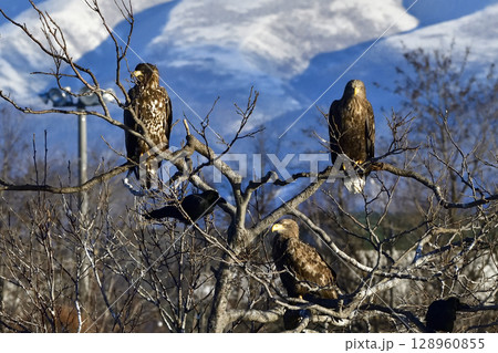 一本の木に止まるオジロワシ 128960855