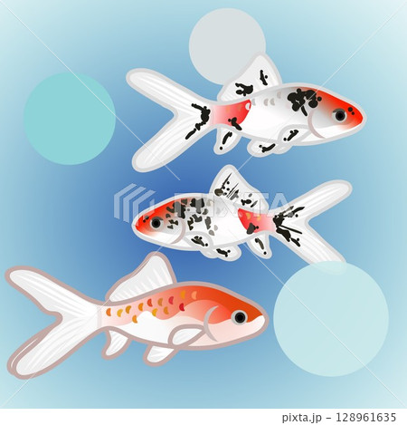 更紗和金とキャリコ和金のイラスト 更紗和金とキャリコ和金のイラスト 128961635