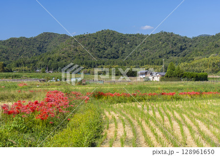 彼岸花と田園風景(北嵯峨 大沢池周辺 ) 彼岸花と田園風景(北嵯峨 大沢池周辺 ) 128961650