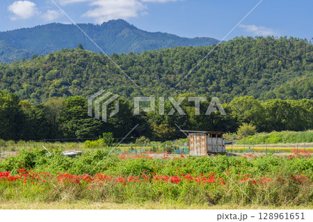 彼岸花と田園風景(北嵯峨 大沢池周辺 ) 彼岸花と田園風景(北嵯峨 大沢池周辺 ) 128961651