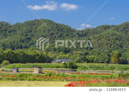 彼岸花と田園風景(北嵯峨 大沢池周辺 ) 彼岸花と田園風景(北嵯峨 大沢池周辺 ) 128961653