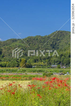 彼岸花と田園風景(北嵯峨 大沢池周辺 ) 彼岸花と田園風景(北嵯峨 大沢池周辺 ) 128961654