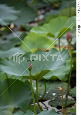 ハス田と蝶蜻蛉 128961917