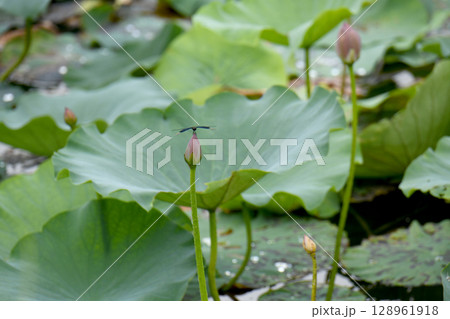 ハス田と蝶蜻蛉 ハス田と蝶蜻蛉 128961918