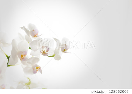 白い胡蝶蘭 グレー背景 6 白い胡蝶蘭 グレー背景 6 128962005