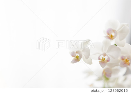 白い胡蝶蘭　7 128962016