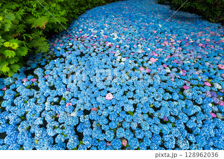 岩手県一関市舞川原沢　紫陽花の名所みちのくあじさい園　あじさい池を埋めるアジサイ水中花 128962036