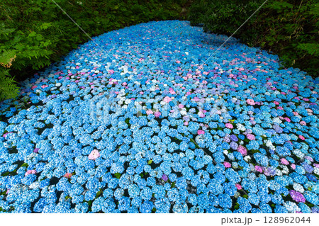 岩手県一関市舞川原沢 紫陽花の名所みちのくあじさい園 あじさい池を埋めるアジサイ水中花 岩手県一関市舞川原沢 紫陽花の名所みちのくあじさい園 あじさい池を埋めるアジサイ水中花 128962044