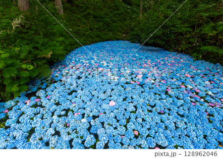 岩手県一関市舞川原沢　紫陽花の名所みちのくあじさい園　あじさい池を埋めるアジサイ水中花 128962046