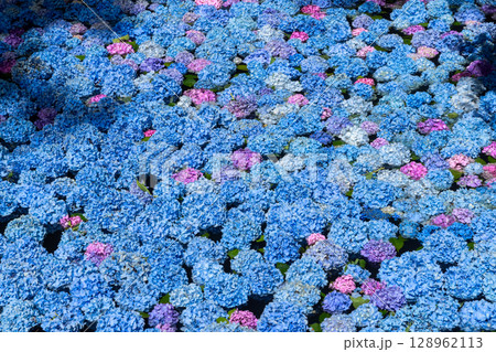 岩手県一関市舞川原沢　紫陽花の名所みちのくあじさい園　あじさい池を埋めるアジサイ水中花 128962113