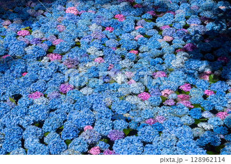 岩手県一関市舞川原沢　紫陽花の名所みちのくあじさい園　あじさい池を埋めるアジサイ水中花 128962114