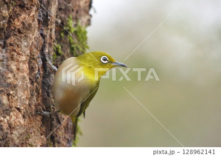 メジロの横顔 128962141